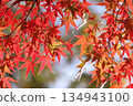 鮮紅的秋葉 134943100