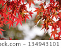 鮮紅的秋葉 134943101