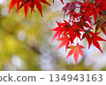 鮮紅的秋葉 134943163