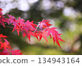 鮮紅的秋葉 134943164