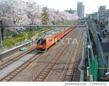 東中野的櫻花與中央線201系列列車 134943232