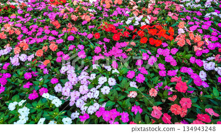 vivid multicolored Impatiens walleriana blooming flowers on a flower bed in the garden in summer. Beautiful floral background vivid multicolored Impatiens walleriana blooming flowers on a flower bed in the garden in summer. Beautiful floral background 134943248