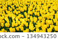 field of blooming yellow tulip flowers in garden in spring. Beautiful natural blossom floral background 134943250