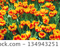 field of yellow orange tulip flowers in garden in spring. Beautiful floral background 134943251
