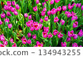 field of pink tulip flowers in spring. Beautiful floral background 134943255