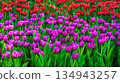 bright multicolored field of blooming pink and red tulip flowers in spring garden. Colorful floral background 134943257