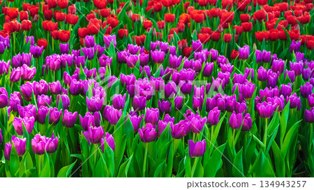 bright multicolored field of blooming pink and red tulip flowers in spring garden. Colorful floral background 134943257