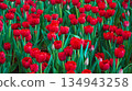 field of red tulip flowers in the garden in spring. Beautiful natural floral background 134943258