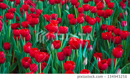 field of red tulip flowers in the garden in spring. Beautiful natural floral background 134943258