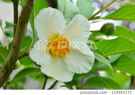 夏天山茶花 134943271