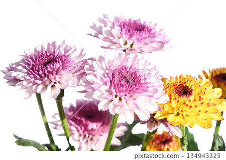 菊花（噴霧菊花） 134943325