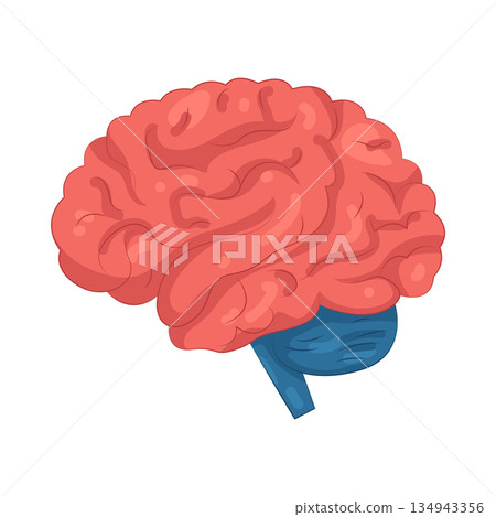 Illustration of human brain Illustration of human brain 134943356