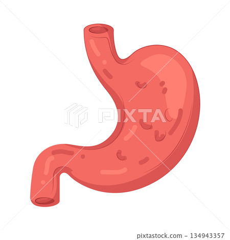 Illustration of human stomach Illustration of human stomach 134943357
