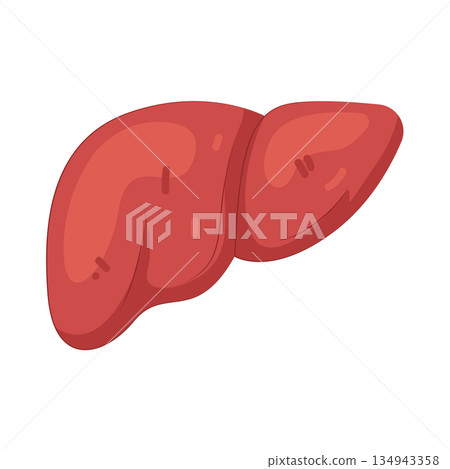 Illustration of human liver Illustration of human liver 134943358