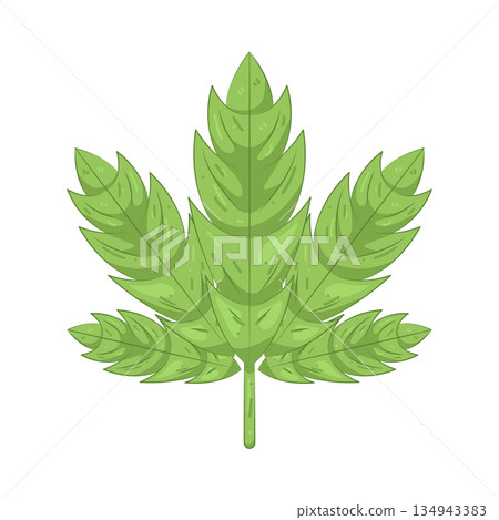 Illustration of cannabis leaf Illustration of cannabis leaf 134943383