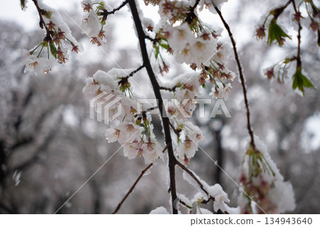 Cherry blossoms covered in snow 134943640