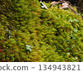 A natural backdrop of vibrant green moss and small plants covering the forest slope (Akame Valley, Nabari City, Mie Prefecture) 2 134943821