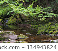 A mountain stream surrounded by fresh greenery and moss: A quiet forest waterside scene (Akame Valley, Nabari City, Mie Prefecture) 134943824