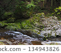 A mountain stream surrounded by fresh greenery and moss: A quiet forest waterside scene (Akame Valley, Nabari City, Mie Prefecture) 3 134943826