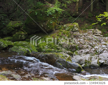 A mountain stream surrounded by fresh greenery and moss: A quiet forest waterside scene (Akame Valley, Nabari City, Mie Prefecture) 3 A mountain stream surrounded by fresh greenery and moss: A quiet forest waterside scene (Akame Valley, Nabari City, Mie Prefecture) 3 134943826