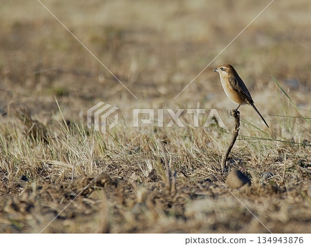 A shrike descended to the ground 134943876