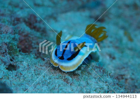 Coleman's sea slug underwater photo Coleman's sea slug underwater photo 134944113