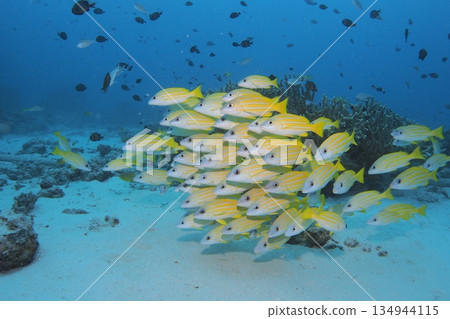 水下照片：珊瑚、藍色的海水和條紋鯛魚 134944115