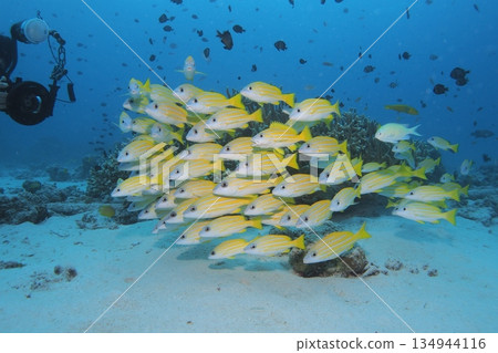 Underwater photo of a school of striped snappers and a photographer Underwater photo of a school of striped snappers and a photographer 134944116