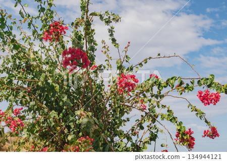 Bougainvillea bush blooming under a cloudy sky, symbolizing Mediterranean summer 134944121