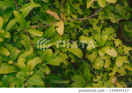 Close-up of pomegranate tree leaves showing damage from leafcutter bees Close-up of pomegranate tree leaves showing damage from leafcutter bees 134944127