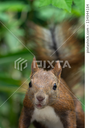 Ezorisu 134944184