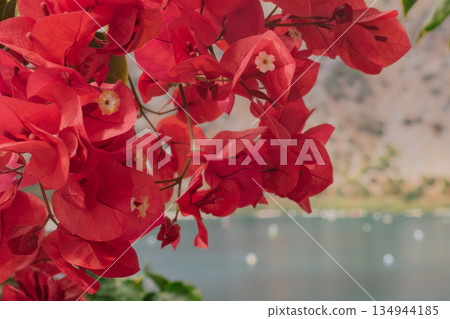 Vibrant bougainvillea flowers against a mountain lake landscape with blue water Vibrant bougainvillea flowers against a mountain lake landscape with blue water 134944185