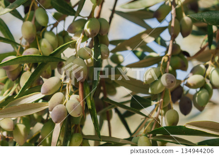 Ripe olives on an olive tree branch in autumn, ready for harvest season Ripe olives on an olive tree branch in autumn, ready for harvest season 134944206