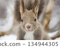 Hokkaido squirrel winter 134944305