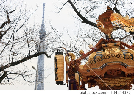 Cherry blossoms and portable shrine 134944322