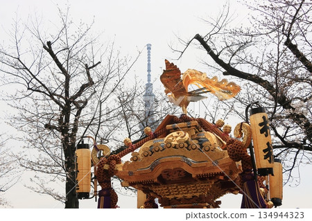 Cherry blossoms and portable shrine 134944323