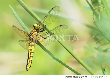 Harassetry fish (female) Harassetry fish (female) 134944463