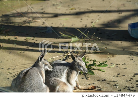 黃紋岩袋鼠(Petrogale xanthopus) 黃紋岩袋鼠(Petrogale xanthopus) 134944479