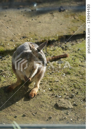 Yellow-streaked rock wallaby Petrogale xanthopus Yellow-streaked rock wallaby Petrogale xanthopus 134944480