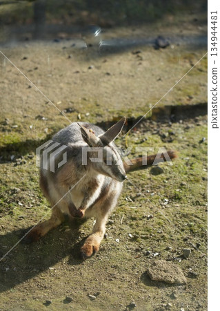 Yellow-streaked rock wallaby Petrogale xanthopus Yellow-streaked rock wallaby Petrogale xanthopus 134944481