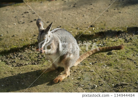 Yellow-streaked rock wallaby Petrogale xanthopus 134944484