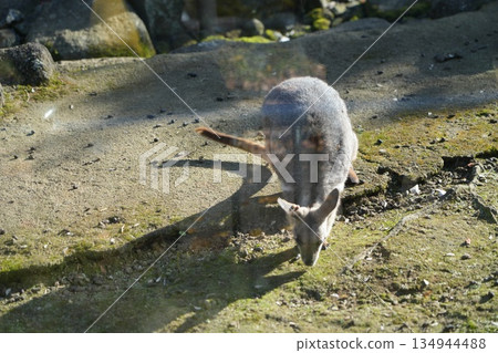 Yellow-streaked rock wallaby Petrogale xanthopus 134944488