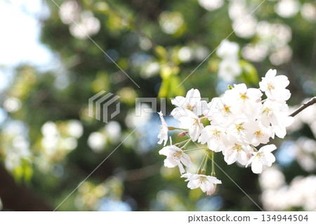 櫻花季 134944504