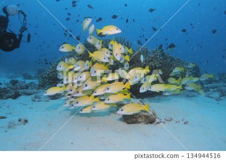 Underwater photo of a school of striped snappers and a photographer Underwater photo of a school of striped snappers and a photographer 134944516