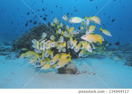 Blue sea and a school of striped snappers - Underwater photo Blue sea and a school of striped snappers - Underwater photo 134944517