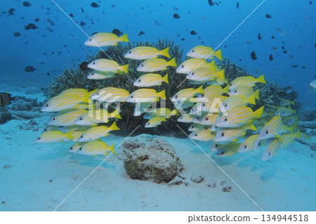 Blue sea and a school of striped snappers - Underwater photo Blue sea and a school of striped snappers - Underwater photo 134944518