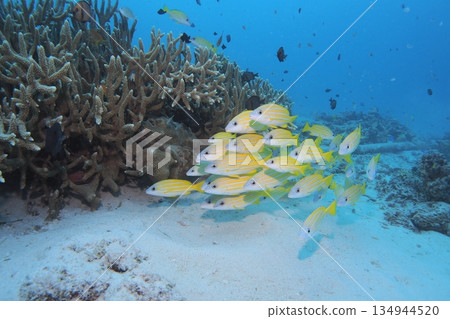 Blue sea and a school of striped snappers - Underwater photo Blue sea and a school of striped snappers - Underwater photo 134944520