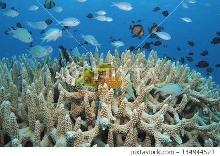 Underwater photo of coral, naked scorpionfish and damselfish 134944521