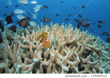 Underwater photo of coral, naked scorpionfish and blue sea 134944522