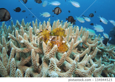 水下照片：珊瑚、裸露的蝎子魚和蔚藍的大海 134944523